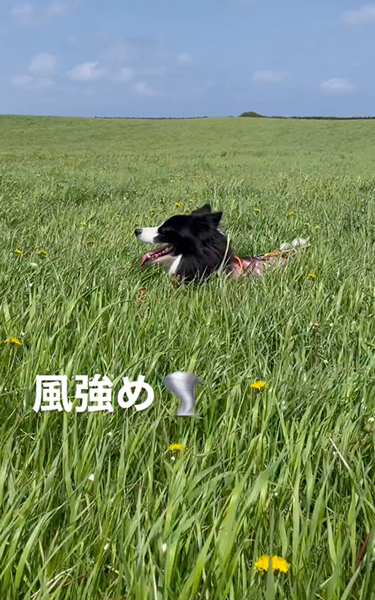 緑でいっぱいになった採草地