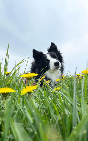 たんぽぽと犬