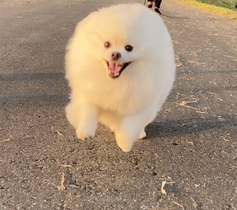 走ってるワンコ