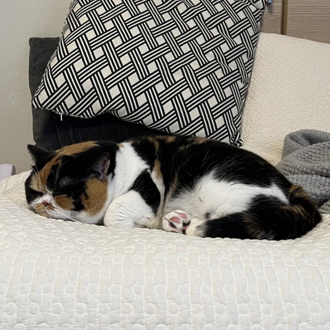 ソファで寝る猫