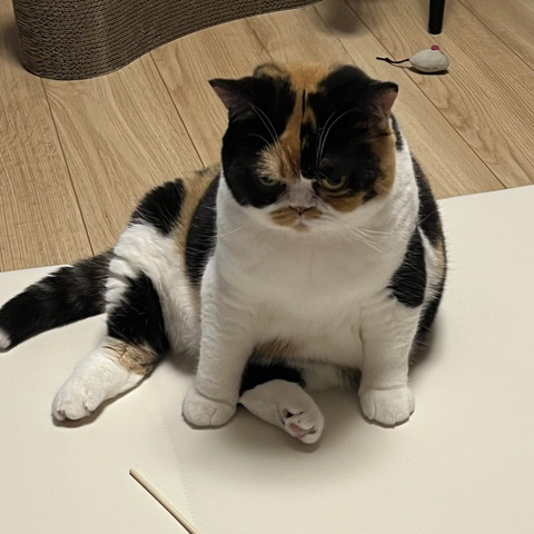 クセのある座り方してる猫