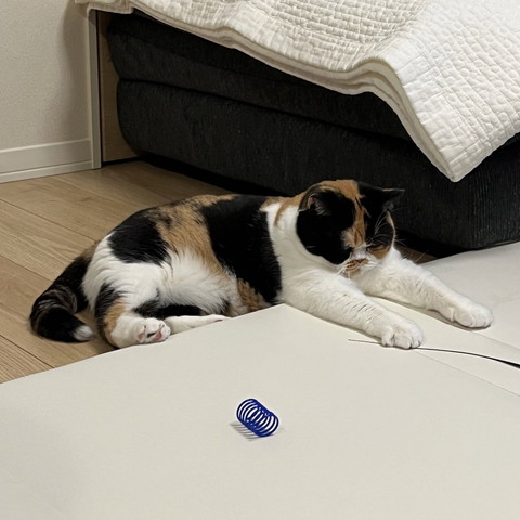 前足のばしてる猫