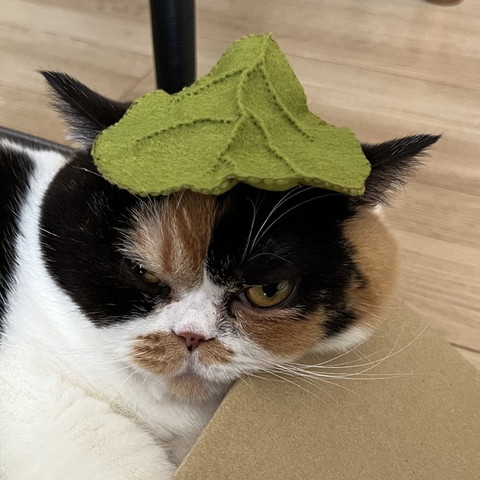 頭に葉っぱ乗せてる猫