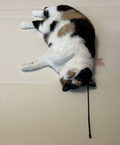 おもちゃの上で寝てる猫