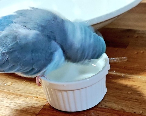 顔洗ってるインコ