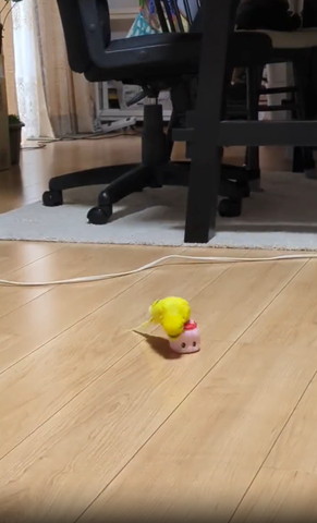 ノリに乗って頭斜め左下に向けるインコ