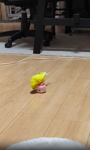 ノリに乗って頭左下に向けるインコ