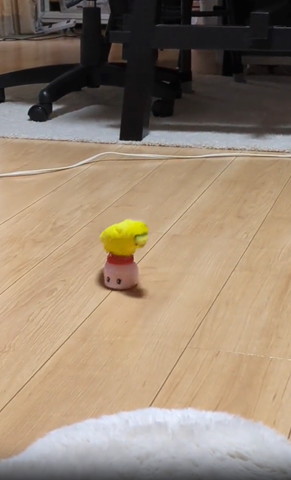 ノリに乗って頭右下に向けるインコ