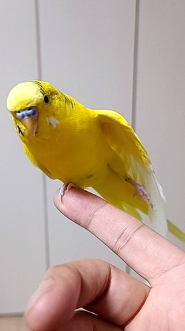 指に乗るインコ