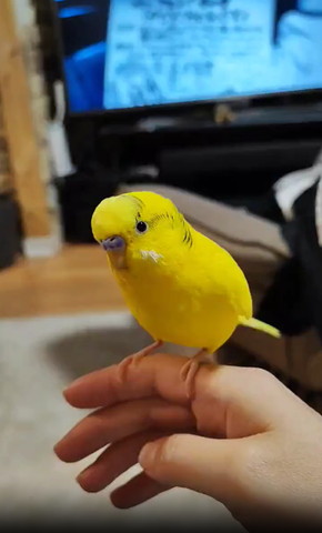 手に乗るインコ