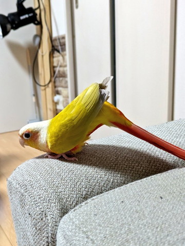 お辞儀してるようなインコ
