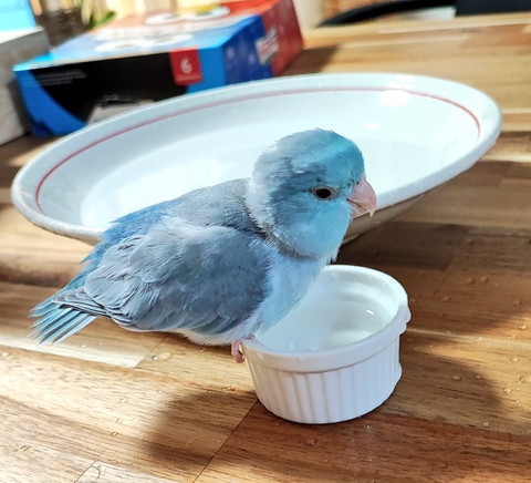 水飲み場にいるインコ