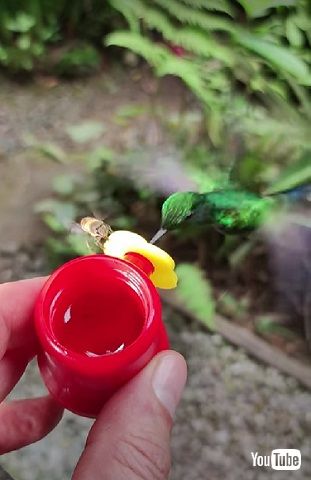 ハチドリとミツバチ