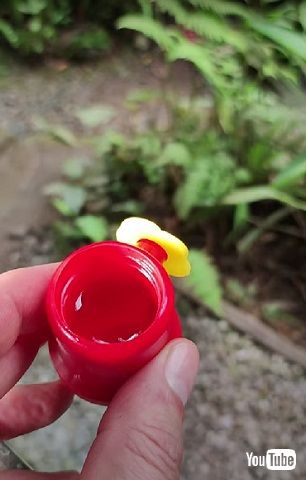 ハチドリとミツバチ