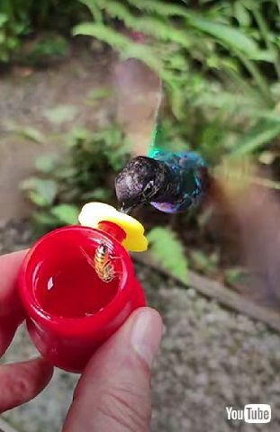 ハチドリとミツバチ