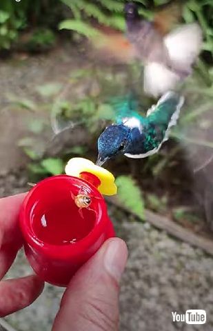 ハチドリとミツバチ