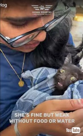 救助された子猫