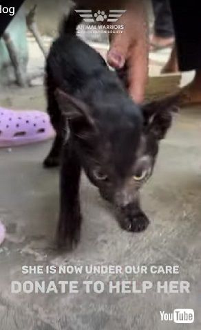 人懐っこい子猫