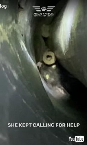 子猫がいた井戸の中