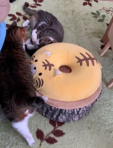 パパにまとわりつく猫