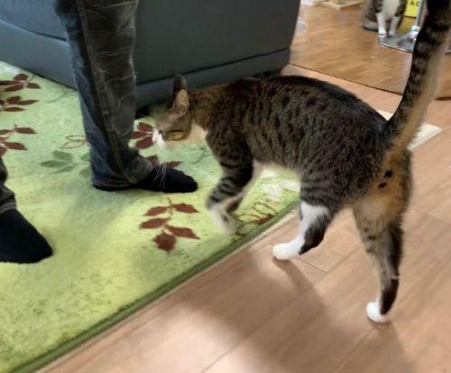 パパにまとわりつく猫