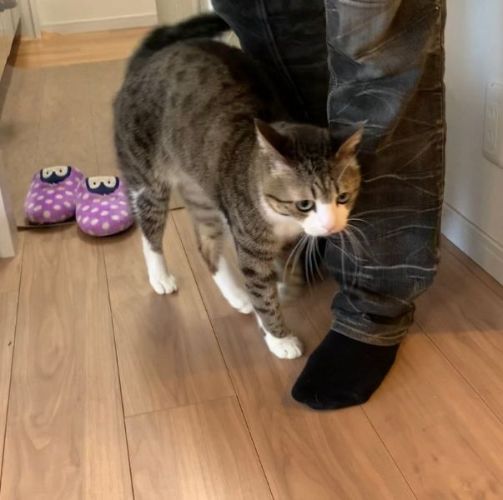 パパにまとわりつく猫