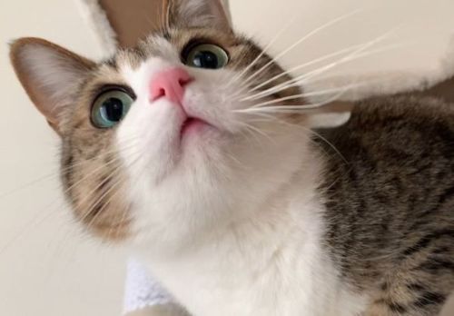 パパにまとわりつく猫