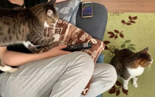 パパにまとわりつく猫