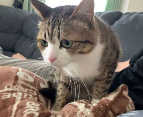 パパにまとわりつく猫