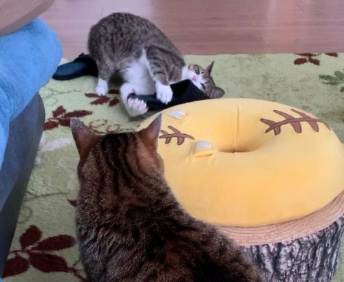 パパにまとわりつく猫