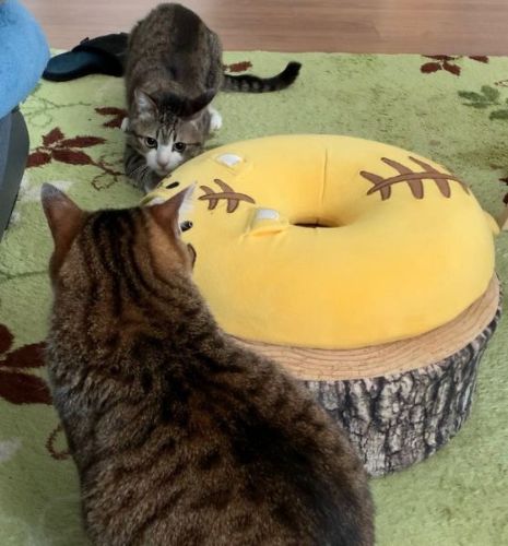 パパにまとわりつく猫