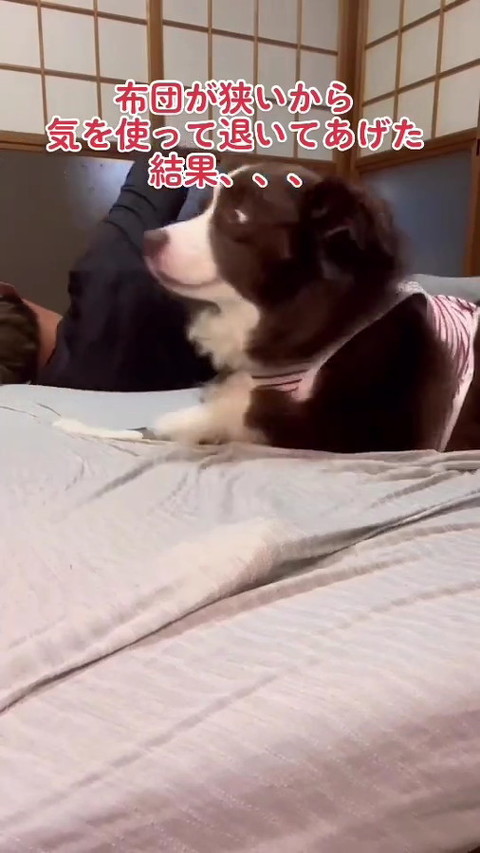 犬
