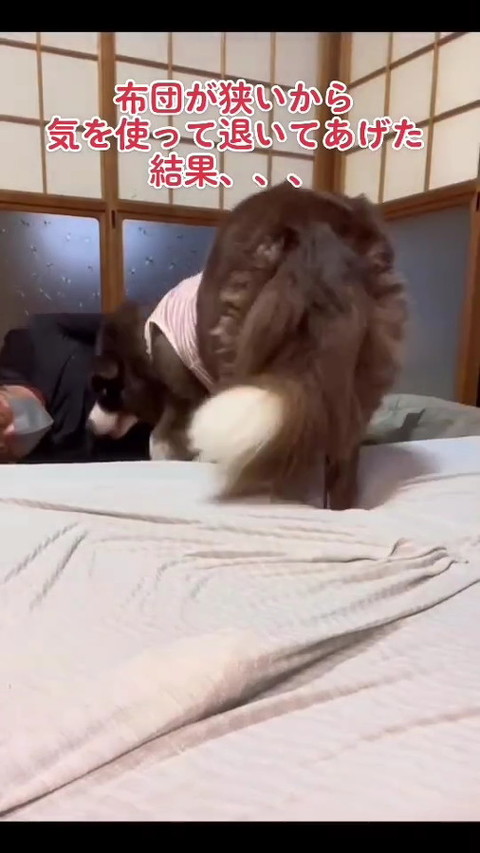 犬