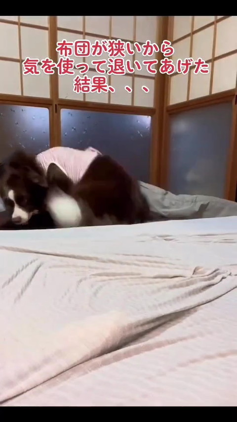 犬