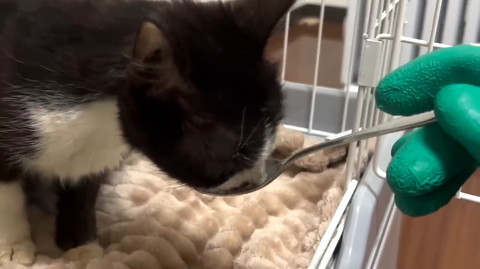 猫