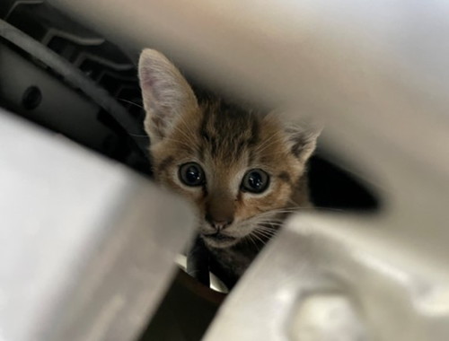 子猫正面