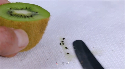 キウイ　種　成長　タイムラプス