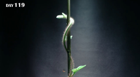 キウイ　種　成長　タイムラプス