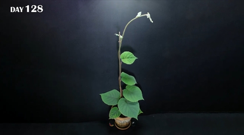 キウイ　種　成長　タイムラプス