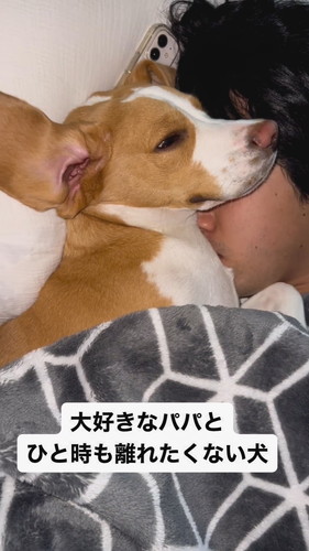 「大好きなパパとひと時も離れたくない犬」
