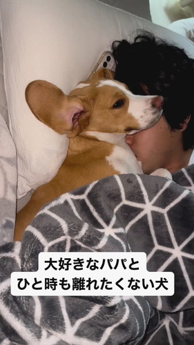 「大好きなパパとひと時も離れたくない犬」
