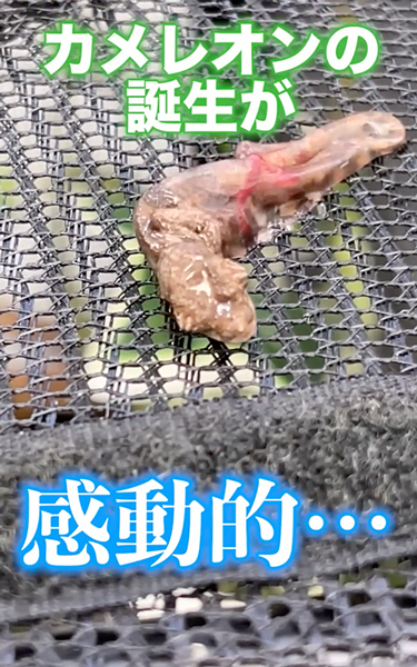 カメレオンの出産