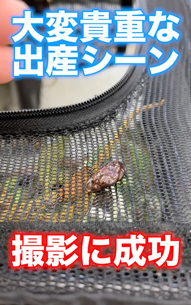 カメレオンが誕生する瞬間