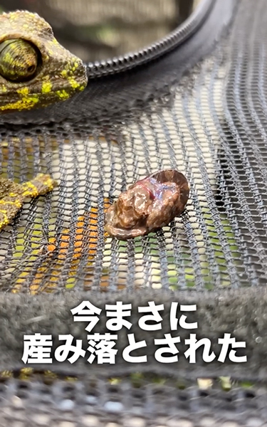 カメレオンが誕生する瞬間