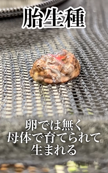 カメレオンが誕生する瞬間