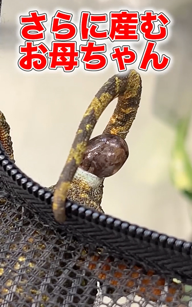 カメレオンが誕生する瞬間