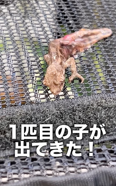 カメレオンが誕生する瞬間