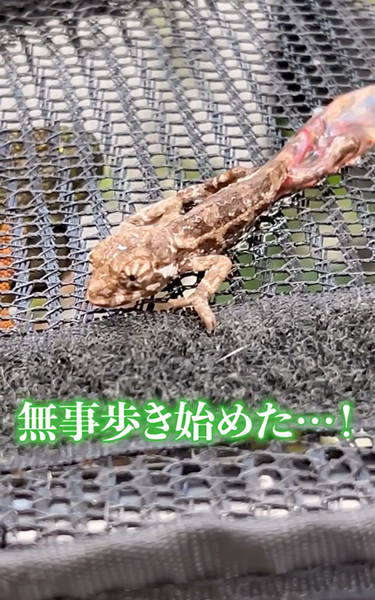 カメレオンが誕生する瞬間