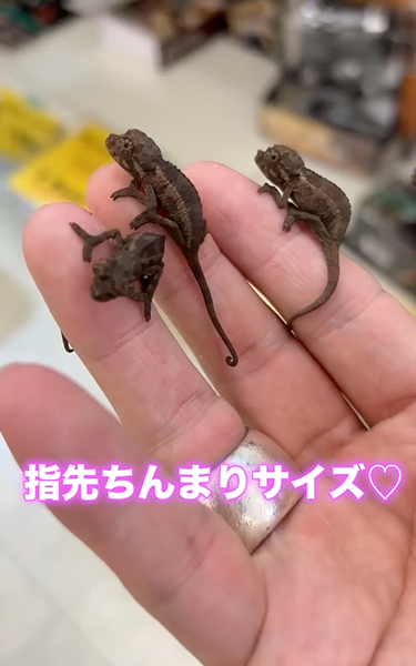 カメレオンが誕生する瞬間