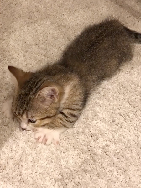 ふみふみちゅぱちゅぱする子猫